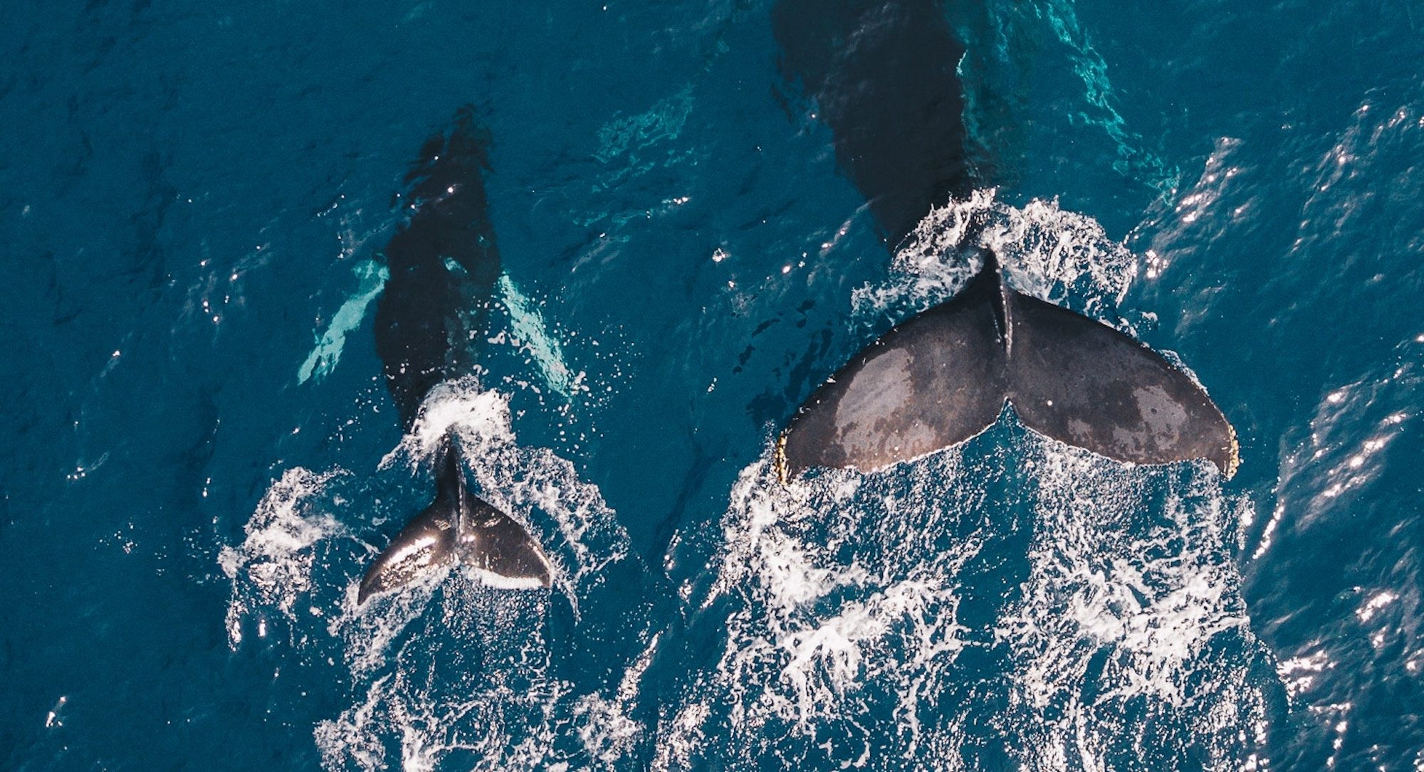 Oktopost-HubSpot integration: enrich your marketing campaigns with social engagement